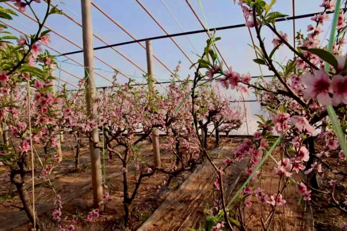 平泉：大棚桃花开 美景兆丰年